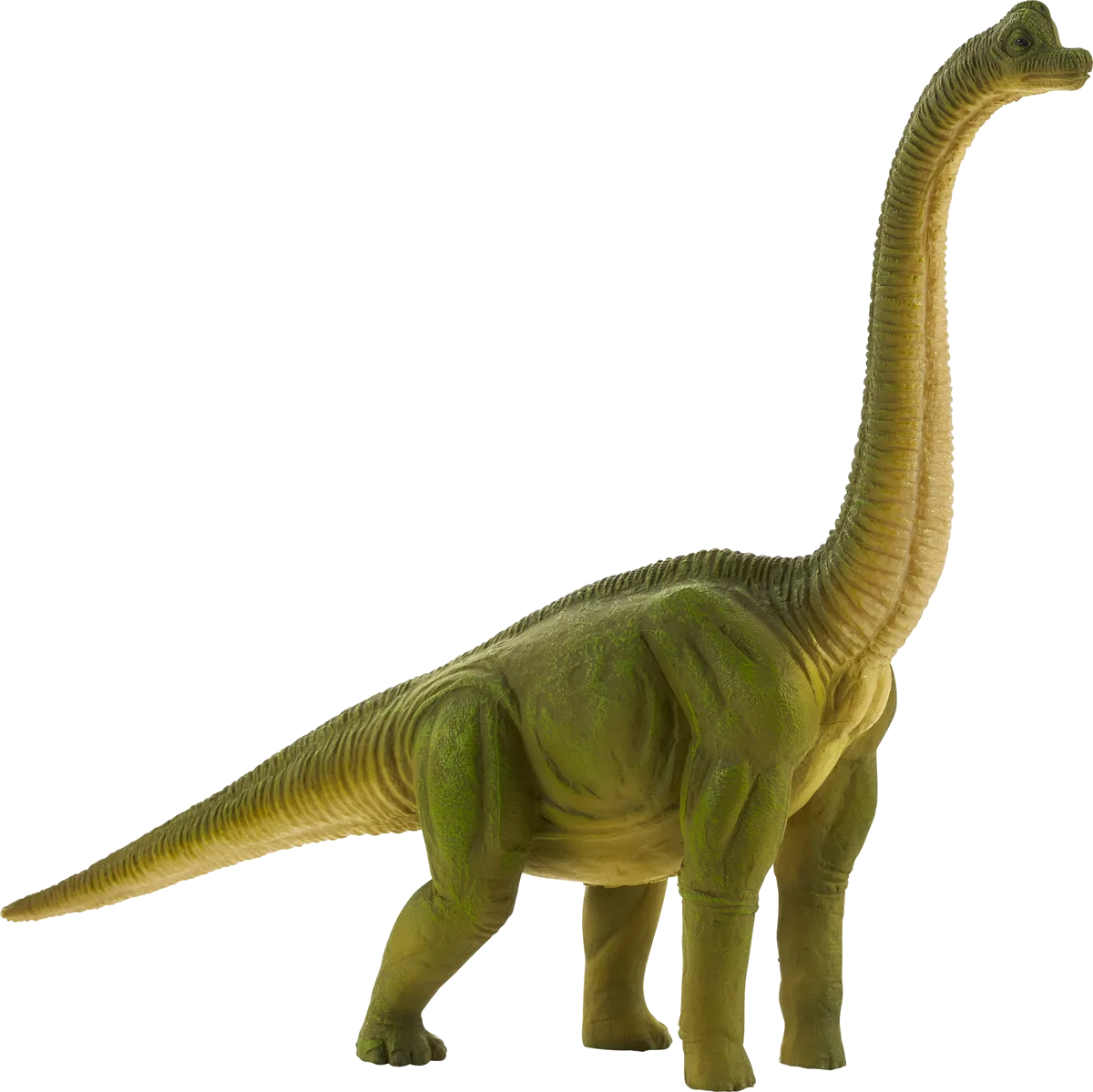 Mojo Brachiosaurus - image 1