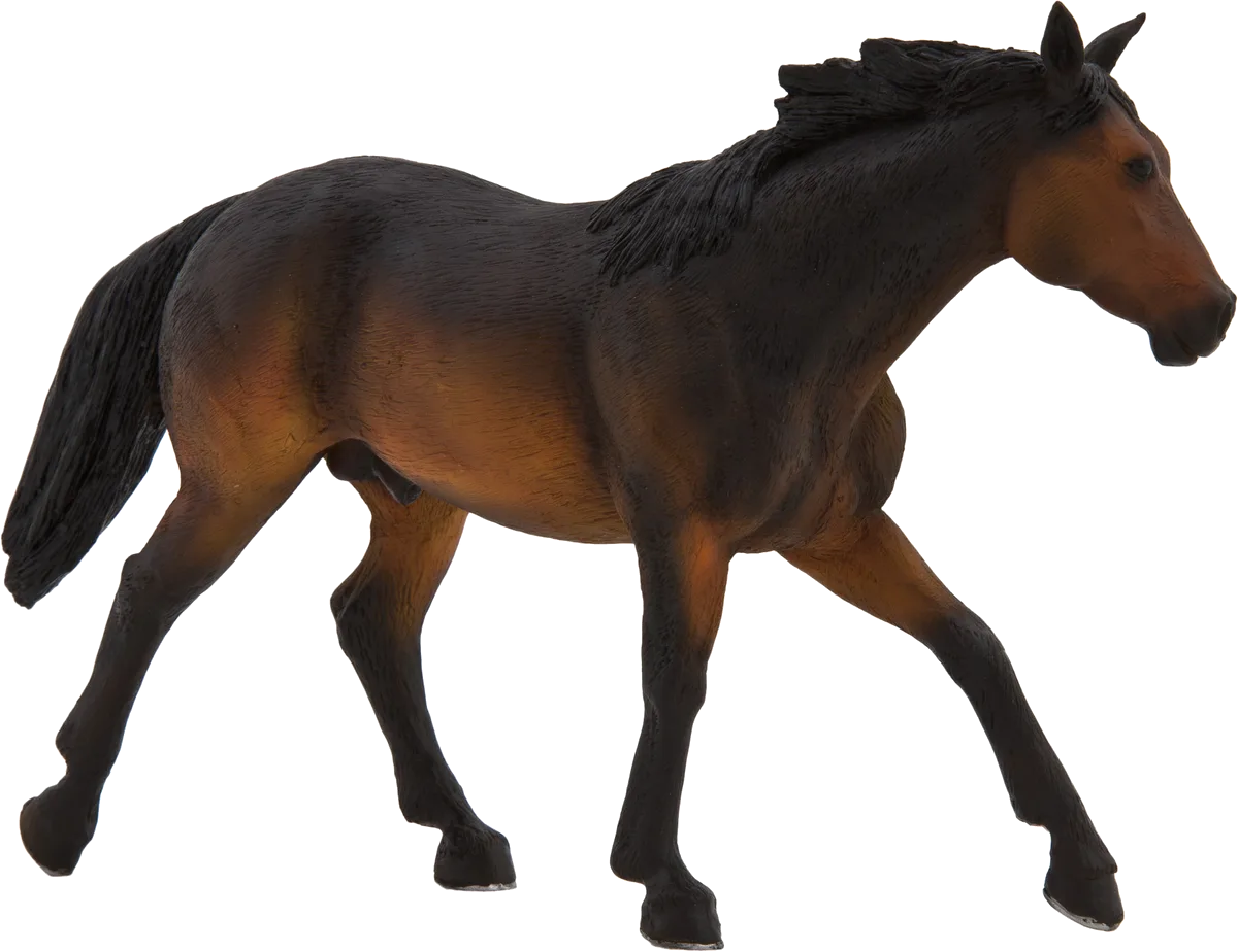 Mojo Buckskin Horse, Sooty Bay - image 1