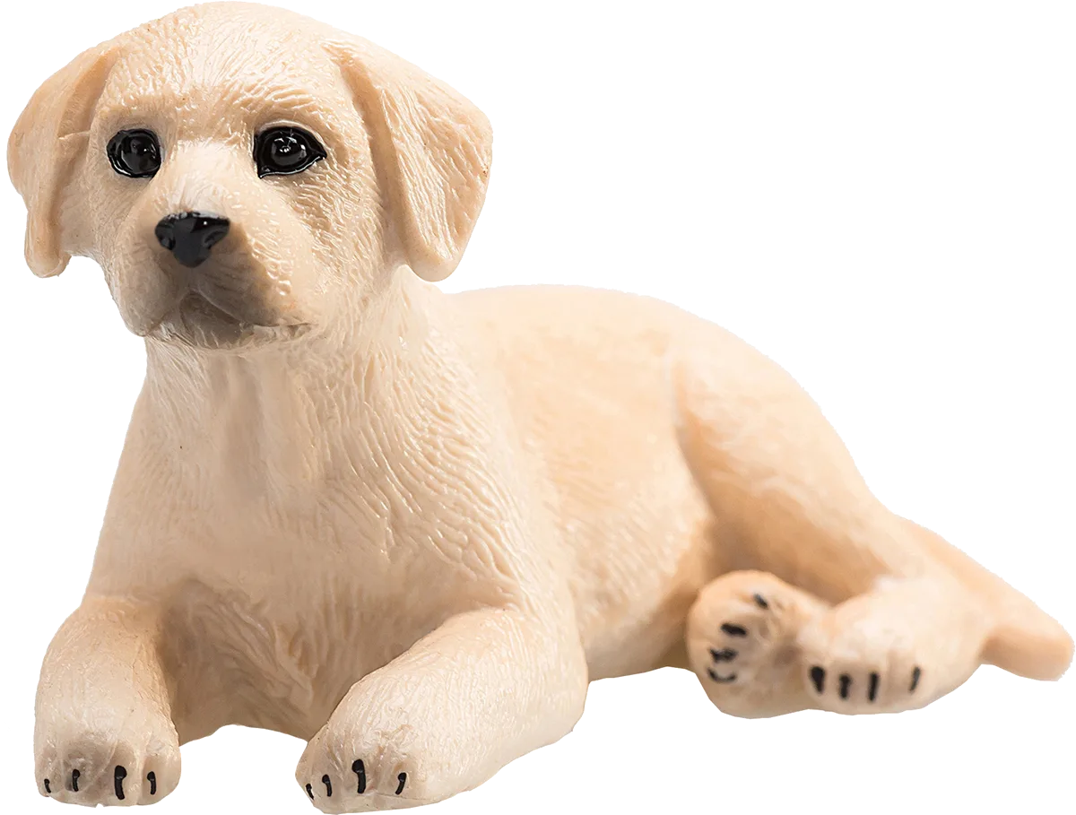 Mojo Labrador Puppy - image 1